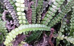 Blechnum blechnoides