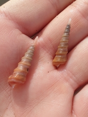 Stiracolpus ahiparanus