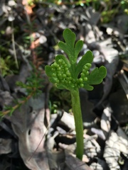 Botrychium lanceolatum