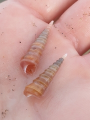 Stiracolpus ahiparanus