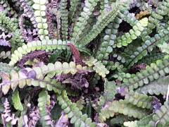 Blechnum blechnoides