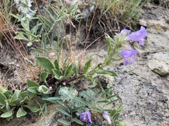 Penstemon eriantherus