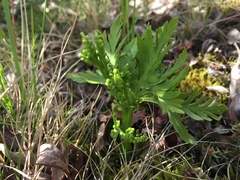 Botrychium lanceolatum