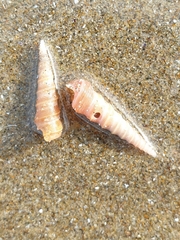 Stiracolpus ahiparanus