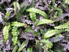 Blechnum blechnoides