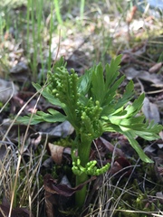 Botrychium lanceolatum