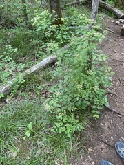 Ligusticum canadense