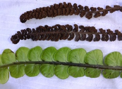 Blechnum blechnoides