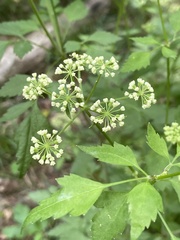 Ligusticum canadense