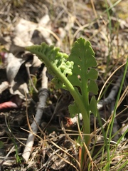 Botrychium minganense