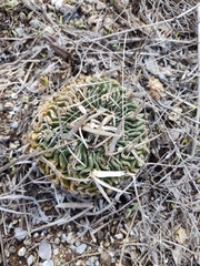 Echinofossulocactus crispatus