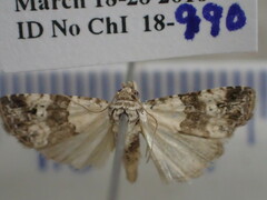 Maliattha signifera