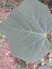 Firmiana