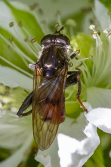 Chalcosyrphus libo