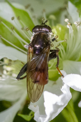 Chalcosyrphus libo