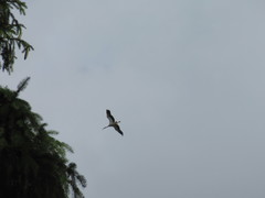 Ciconia ciconia