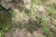 Echinocereus berlandieri