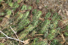 Echinocereus berlandieri