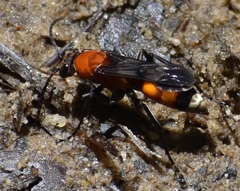 Psorthaspis mariae