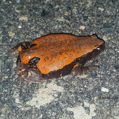 Red Rubber Frog, Phrynomantis microps