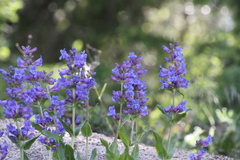 Penstemon payettensis