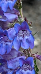 Penstemon leiophyllus