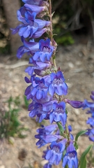 Penstemon leiophyllus