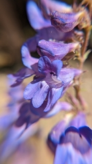 Penstemon leiophyllus