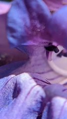 Penstemon leiophyllus