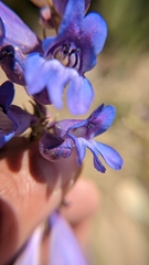 Penstemon leiophyllus