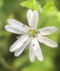 Stellaria flaccida
