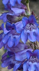 Penstemon leiophyllus
