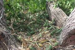 Echinocereus berlandieri