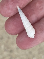 Terebrinae