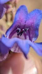 Penstemon leiophyllus