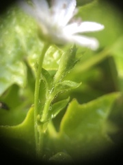 Stellaria flaccida