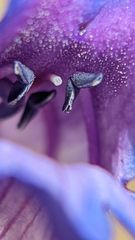 Penstemon leiophyllus