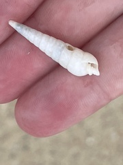 Terebrinae