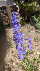 Penstemon leiophyllus