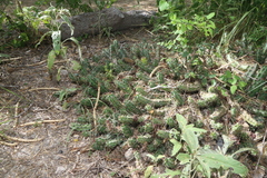 Echinocereus berlandieri