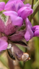 Oxytropis oreophila