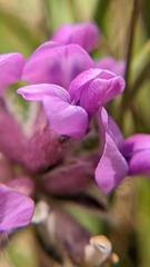 Oxytropis oreophila