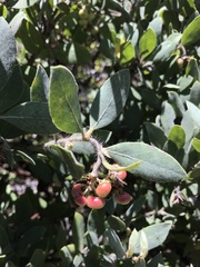 Arctostaphylos nortensis