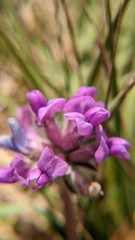 Oxytropis oreophila