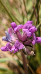 Oxytropis oreophila