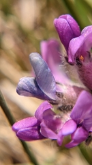 Oxytropis oreophila