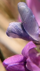 Oxytropis oreophila