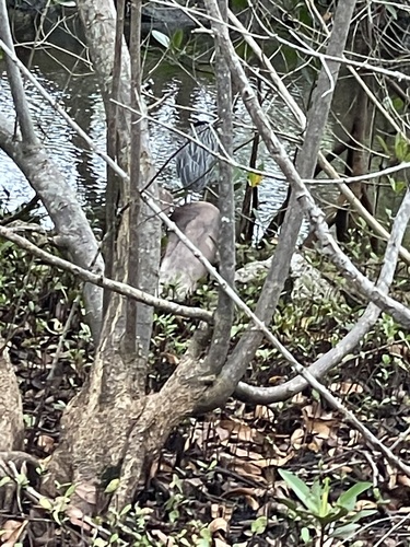 Nyctanassa violacea image