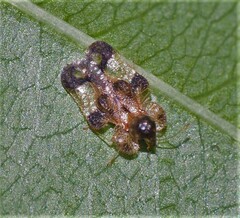 Corythucha associata