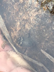 Acilius abbreviatus